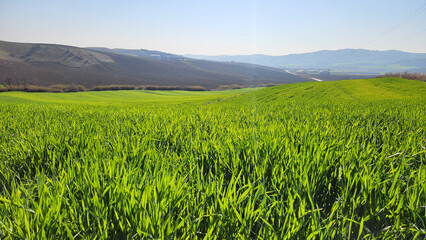 Fototapeta premium In the Mediterranean region, enjoying the vivid green tones of winter wheat in the tillering phase under the sunlight is a calming experience.