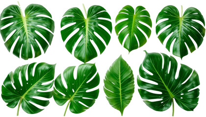 set of green monstera palm and tropical plant leaf isolated on white background for design elements, Flat lay