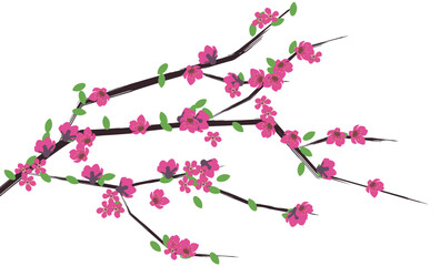 Spring Sakura cherry blooming flowers branch element