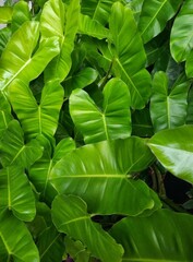Philodendron Leaves: Vibrant Green Foliage for Tropical Vibes and Natural Indoor Decor Inspiration