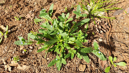 In spring, a Blunt Nonea (Melanortocarya obtusifolia) is an annual herb native to southeastern Europe and the eastern Mediterranean, known for its distinct blunt leaves and useful medicinal properties