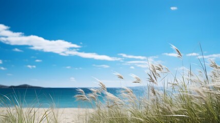 Obraz premium Gentle ocean breeze moving through tall swaying beach grass under a vibrant blue sky with fluffy white clouds Serene and tranquil coastal landscape scene captured on a sunny summer day