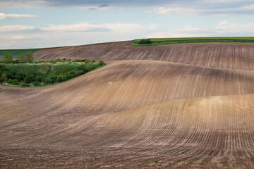 Rural rapeseed spring fields in South Moravia, Czech Republic.