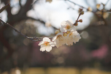 Plum blossoms rustling in the spring breeze
