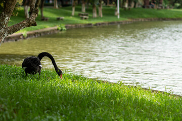 black sewans on the grass