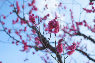 Plum blossoms rustling in the spring breeze