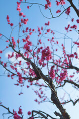 Plum blossoms rustling in the spring breeze