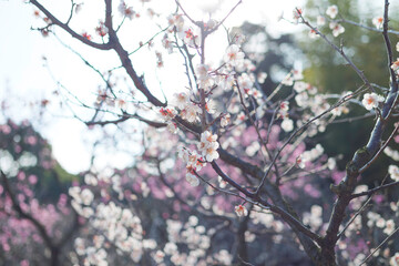 Plum blossoms rustling in the spring breeze