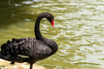 Fototapeta premium black sewans on the grass
