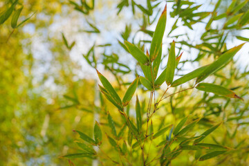 green bamboo forest in the daylight	