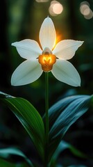Fototapeta premium A luminous white orchid flower illuminated by soft sunlight in a serene forest setting