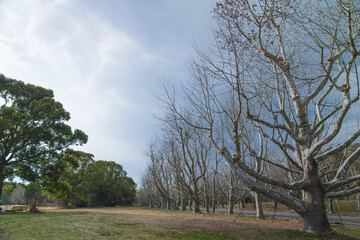 Obraz premium Winter park, lined with dead trees
