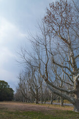 Obraz premium Winter park, lined with dead trees