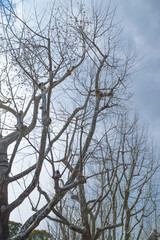 Cold blue winter sky and dead trees