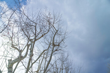 Cold blue winter sky and dead trees