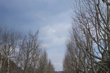 Cold blue winter sky and dead trees