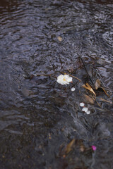 White camellia floating on water