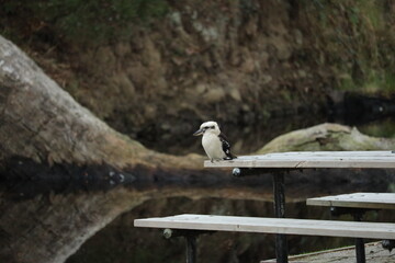 Fototapeta premium Kookaburra in Nature