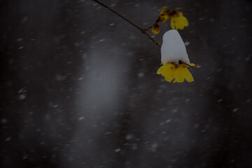 雪降る中で咲くロウバイ