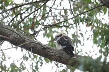 Kookaburra in Nature