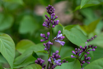 Close up lilac flowers in the garden