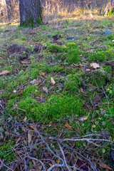 Dry branches and green moss partially covered with autumn leaves. The morning sun illuminates the clearing and tree trunks in the background