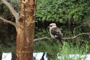 Kookaburra in Nature