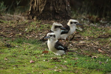 Kookaburra Siblings in Nature