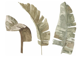 Vector watercolor banana leaves illustration isolated on white background
