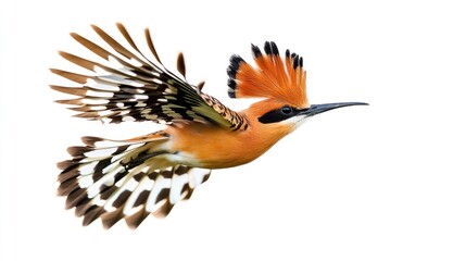 Obraz premium A vibrant Eurasian Hoopoe bird flying gracefully, with its distinctive crown of feathers spread out.