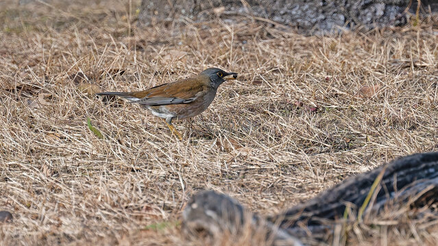 Bird in Japan: PALE TRUSH., 