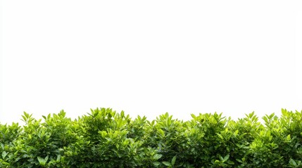 Obraz premium High resolution image of a lush green hedge in a well-maintained garden with vibrant plant life