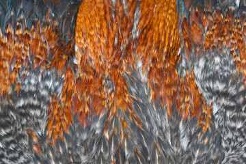 Colorful feathers, chicken feathers background texture, abstract texture background pattern of chicken feathers, macro photo of hen feathers. background or texture, Chicken feather or Rooster feather
