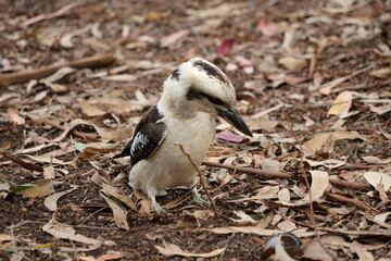 Kookaburra in Nature