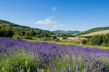 Obraz premium Lavender field gleams under sunny sky