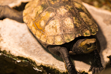 岩の上で甲羅を干すクサガメ