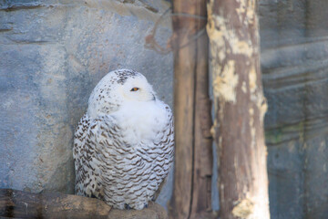 	片目で見つめるシロフクロウのメス