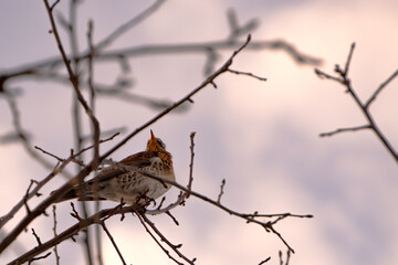 a small motley blackbird bird perched on a winter branch
