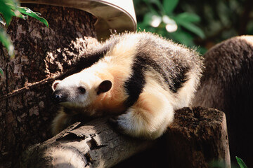 木の上で休むミナミコアリクイ