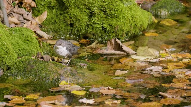 Southern Urals, a white-throated dipper (Cinclus cinclus) at the Blue Griffin spring near the Zilim River in autumn.