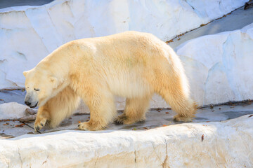 ダルそうなホッキョクグマ