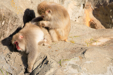 毛づくろいをするニホンザル