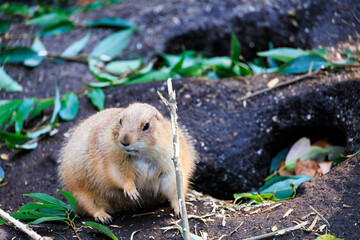 動物園のオグロプレーリードッグ