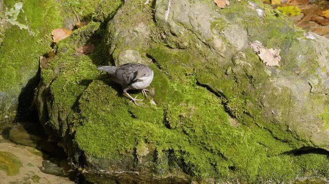 Southern Urals, a white-throated dipper (Cinclus cinclus) at the Blue Griffin spring near the Zilim River in autumn.