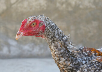 A rooster with a red comb and beak stands in front of a wall, Portrait of a rooster face closeup, Aseel rooster closeup, rooster's head. Sharp eyes with hard beak and red crested, chicken face closeup