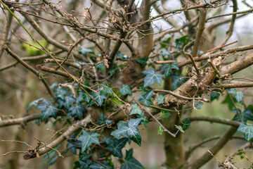 Vibrant ivy leaves intertwined with bare twisted branches creating natural contrast in lush botanical environment