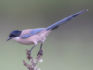 Azure-winged magpie (cyanopica cooki)
