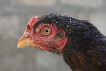 A rooster with a red comb and beak stands in front of a wall, Portrait of a rooster face closeup, Aseel rooster closeup, rooster's head. Sharp eyes with hard beak and red crested, chicken face closeup