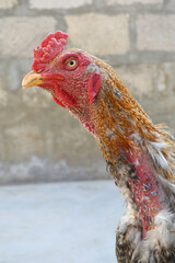 A rooster with a red comb and beak stands in front of a wall, Portrait of a rooster face closeup, Aseel rooster closeup, rooster's head. Sharp eyes with hard beak and red crested, chicken face closeup