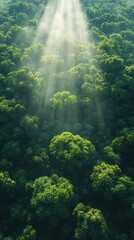 Obraz premium Sunlight Beams Through Lush Forest Canopy